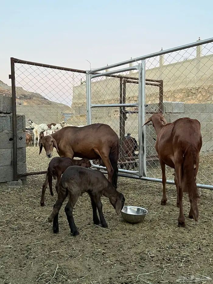 ضان سواكن ولد عدد 2عليها خروف ورخل 0