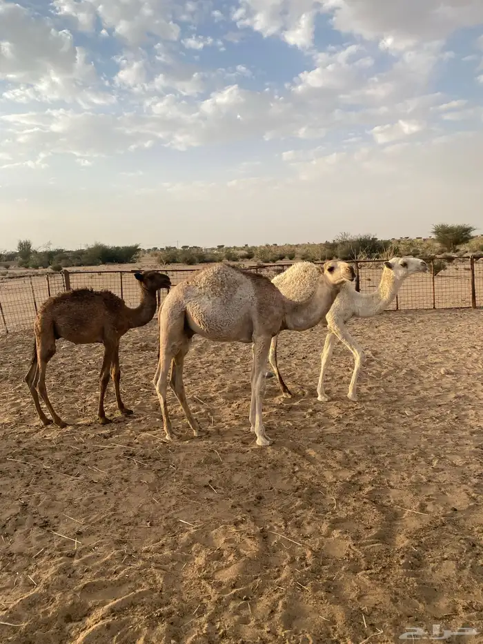للبيع قعدان العدد 3 6