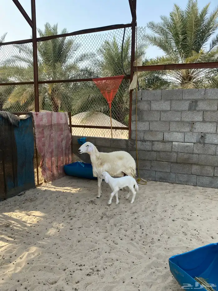 رغوث حرية فاخرة 0