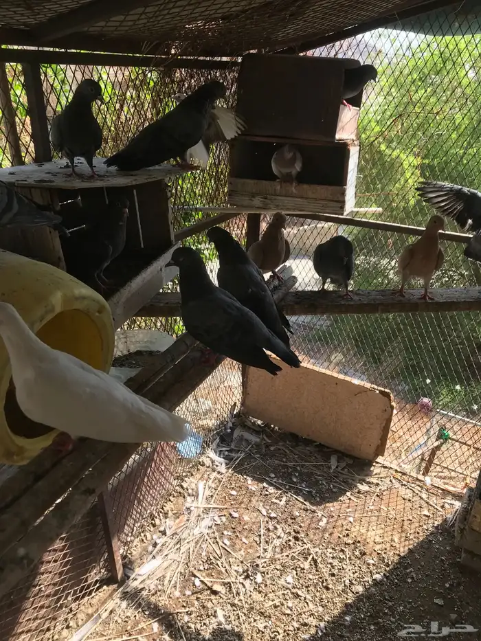 صنعاني شيبه أزرق 5