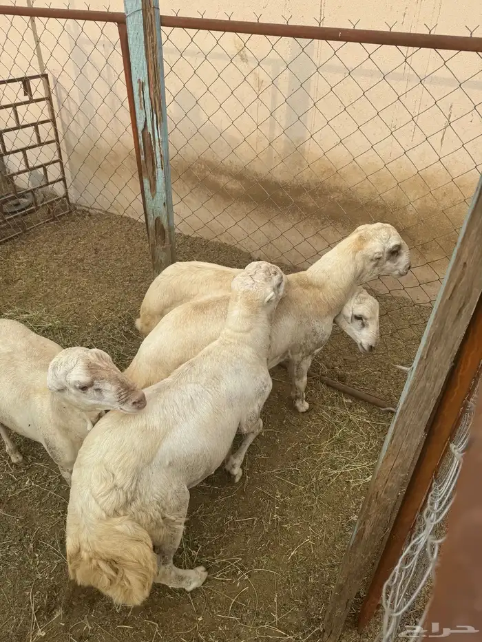 طليان كفو للبيع 0