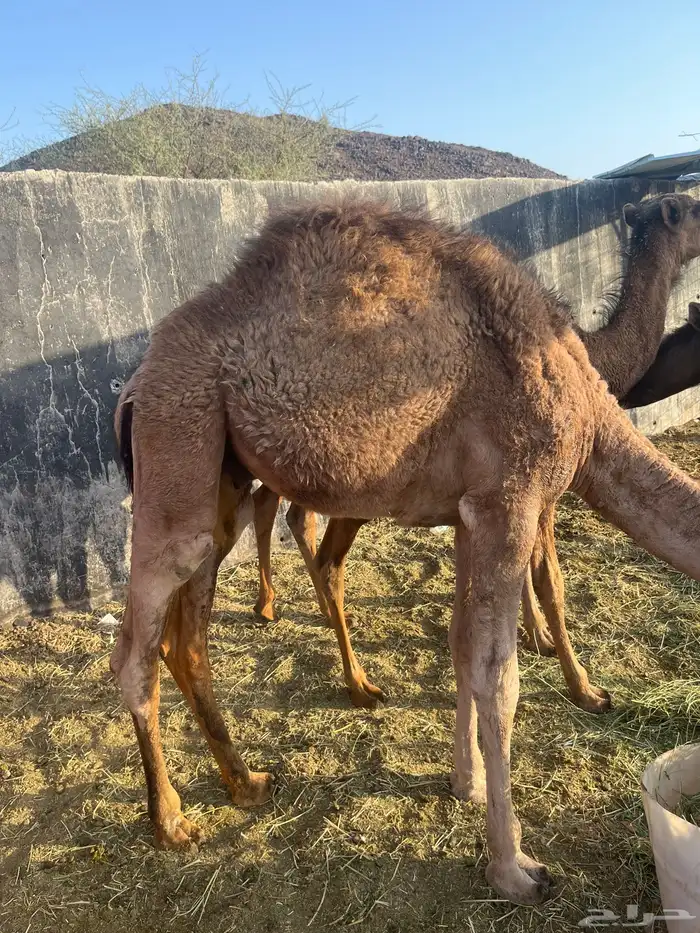 النخيل البرزة 0