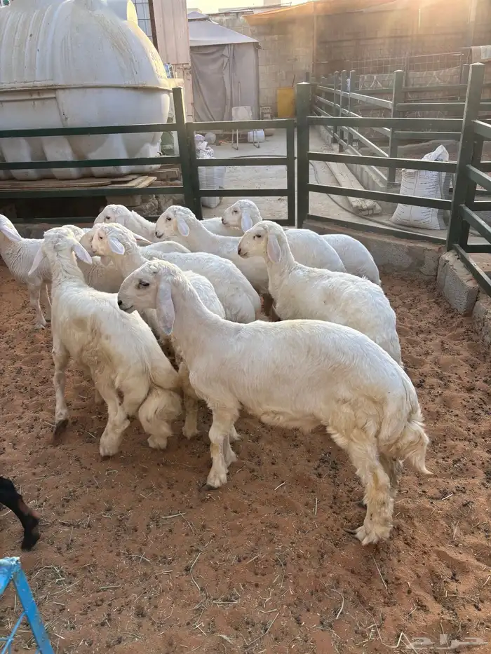 طليان حري بريه طيبه مره مقفله شحم وطرف 0