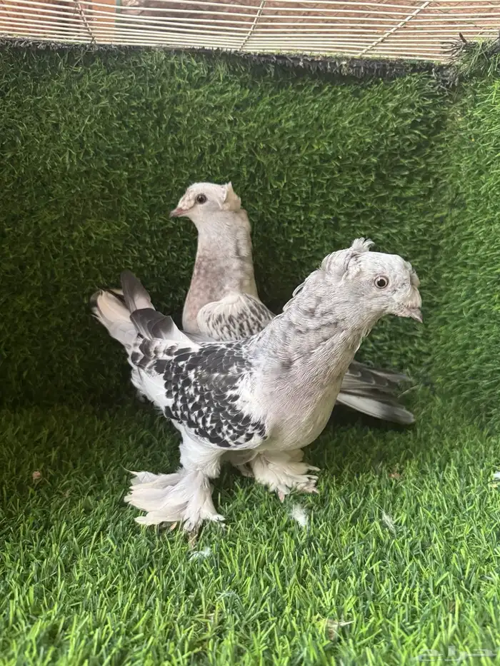 طبات ثلجي دبل كرست 0