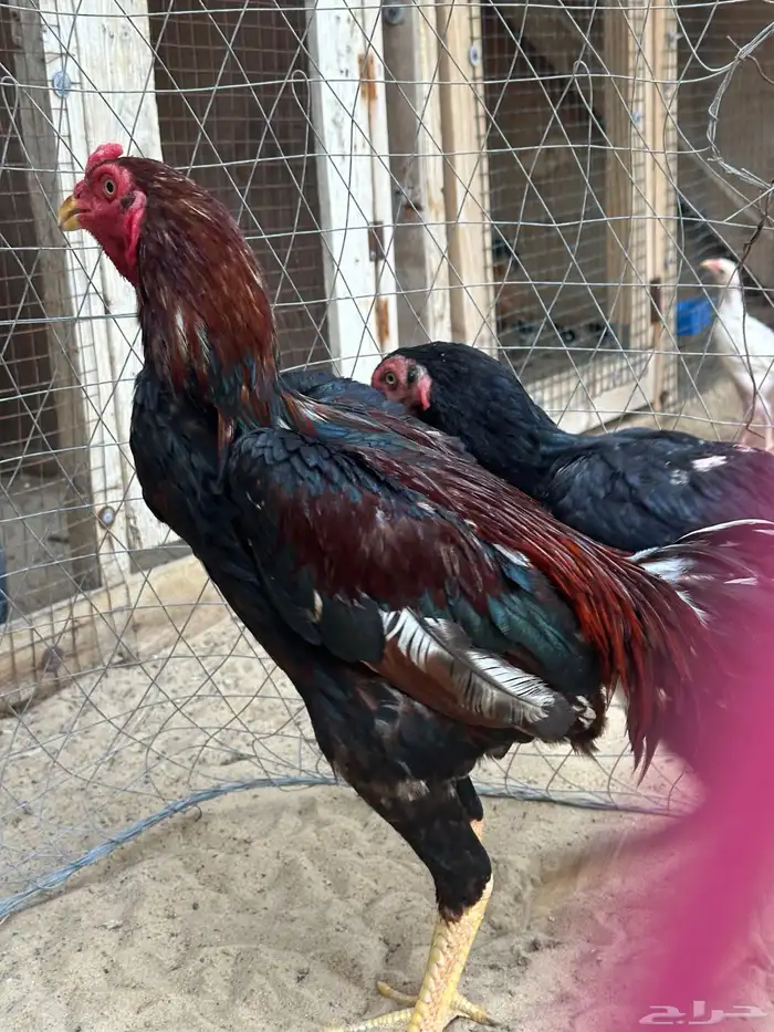 دجاج 3