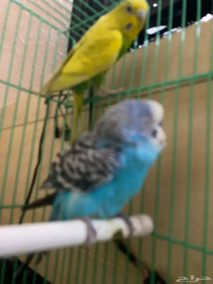 طيور الحب للبيع 1