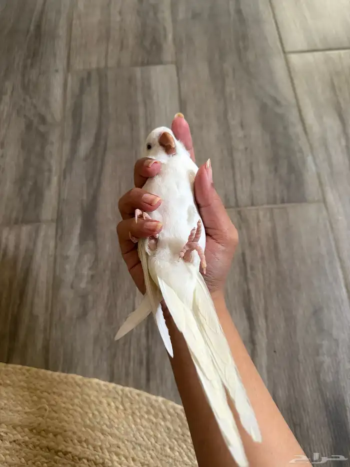 للبيع فرخ ببغاء كويكر اينو ماشاءالله 6