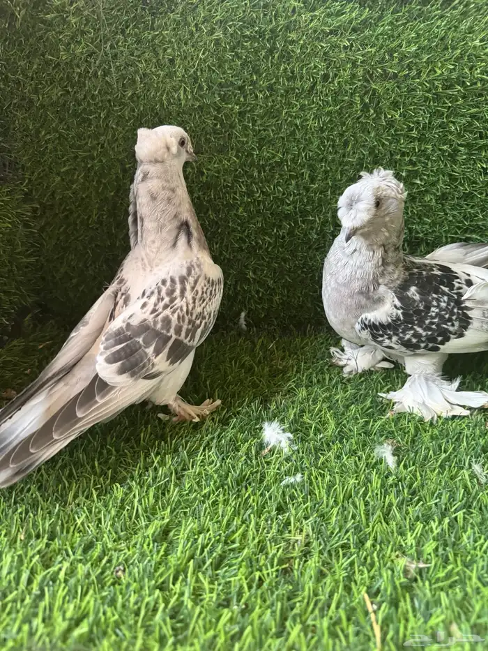 طبات ثلجي دبل كرست 3