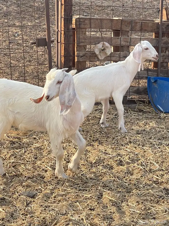 معزا للبيع 24