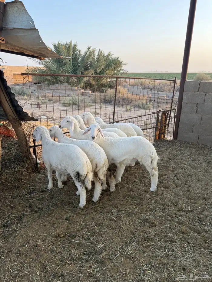 بهم حري فاخر 3-4شهور عدد 7 5