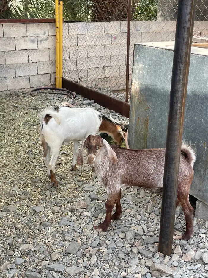 2 تيوس فوق الكفو مشالله حلال بر ونظيف 2