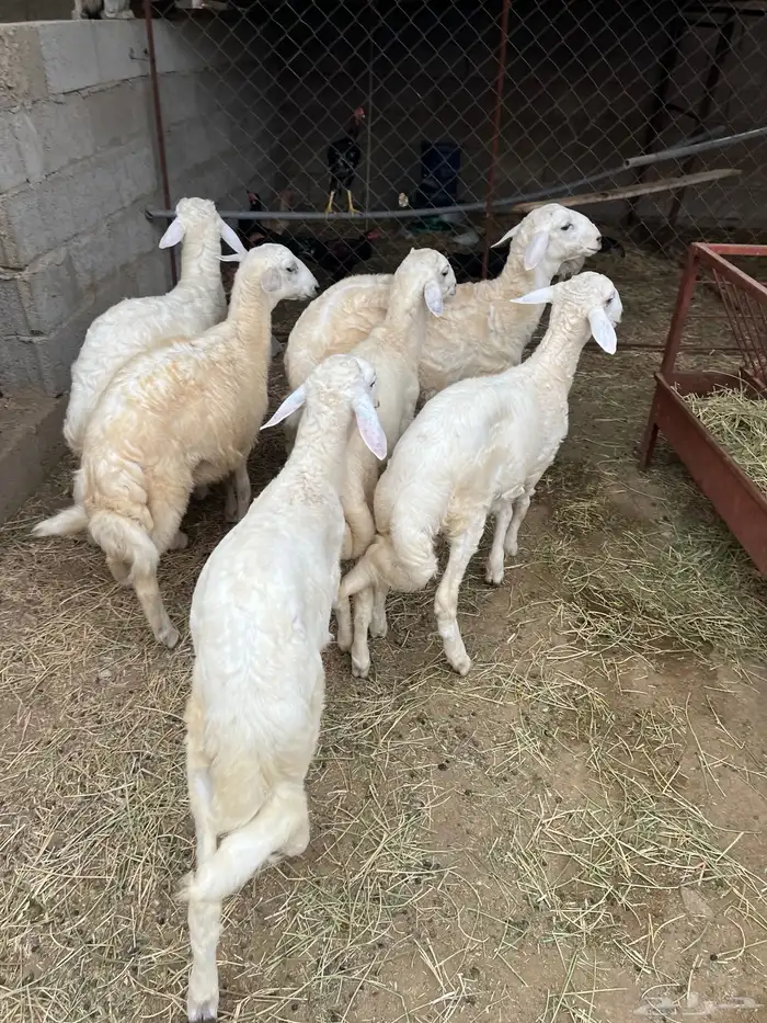 خرفان حريات 1
