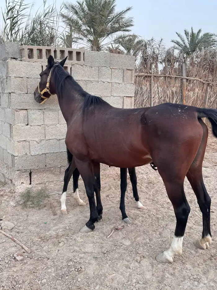 فرس شعبيه 1