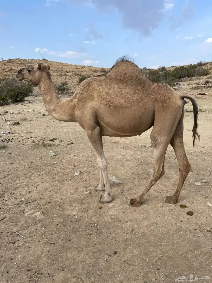 ابل 6