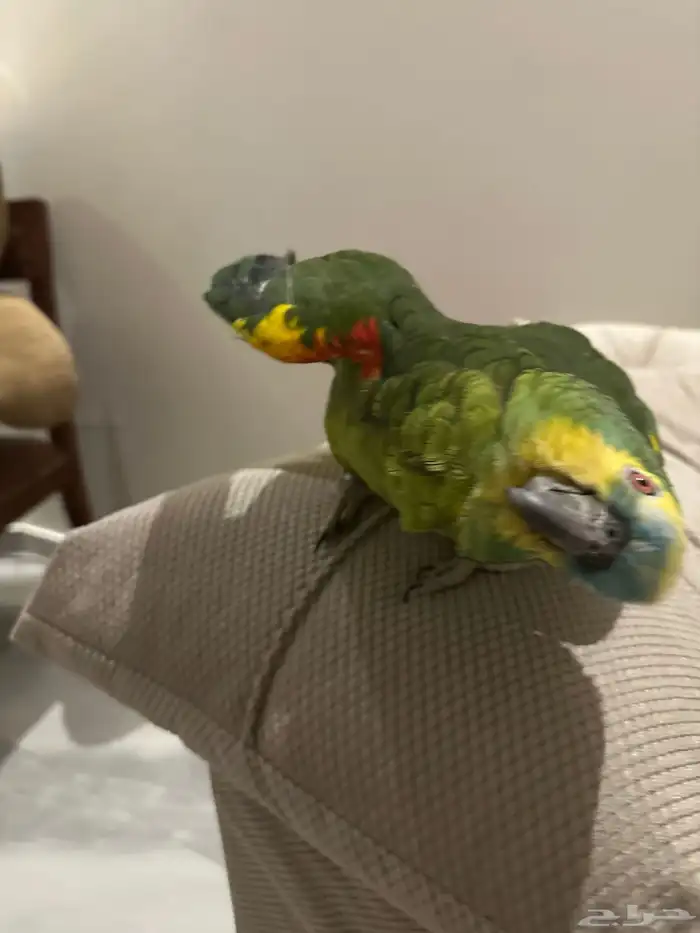 ببغاء امازوني انثى 1