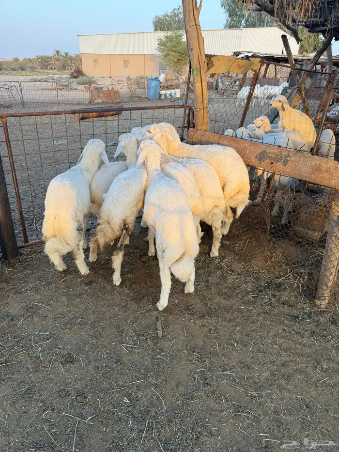 بهم حري فاخر 3-4شهور عدد 7 1