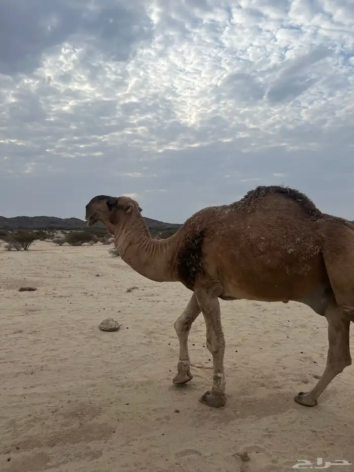 بعير احمر منتج وانتاجه ماجود سنه ناب وشرط من كل العذاريب 5