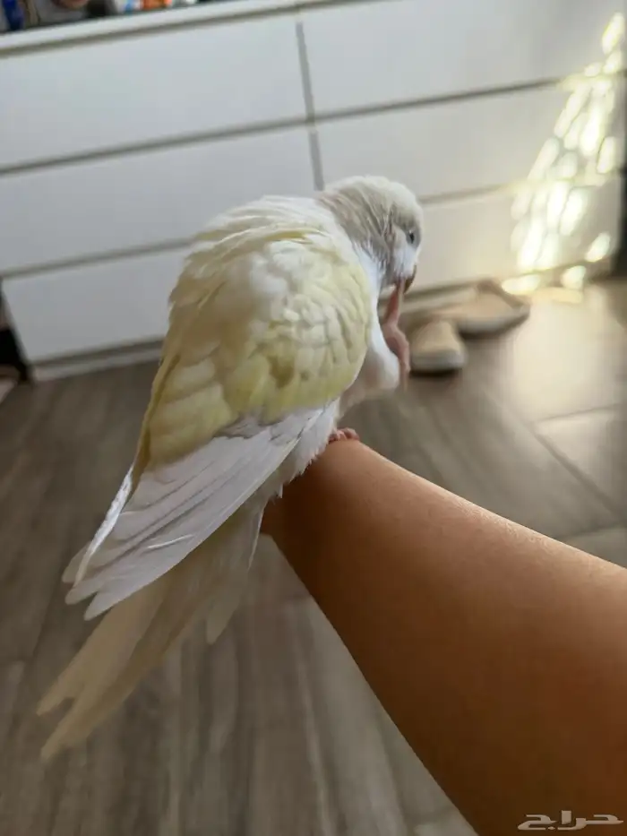 للبيع فرخ ببغاء كويكر اينو ماشاءالله 3