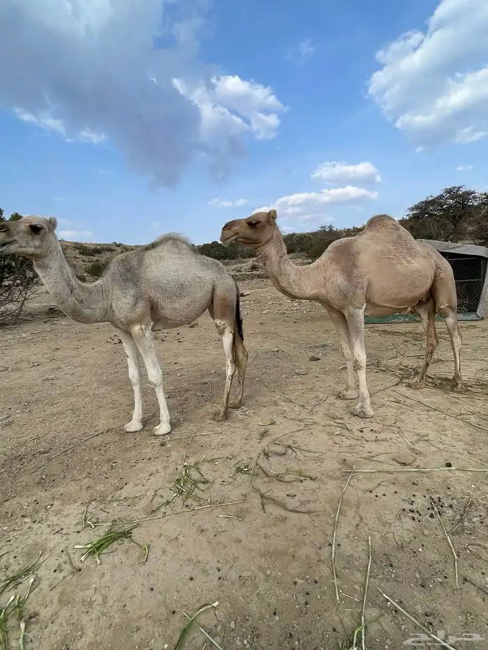 ابل 4