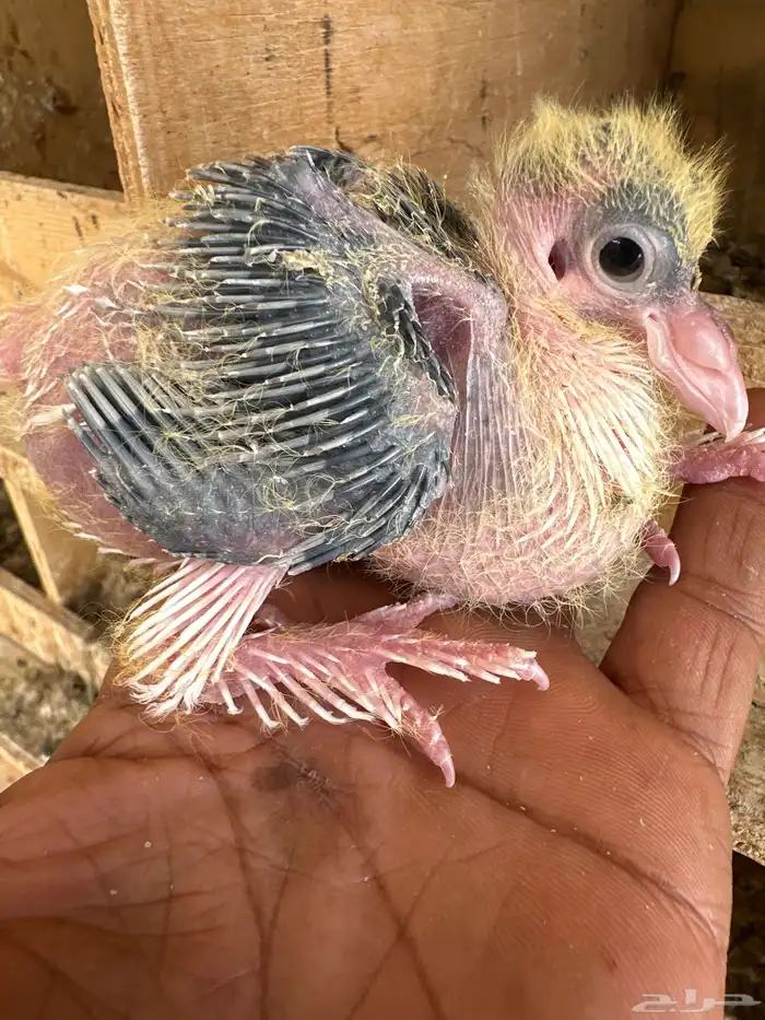 فرخ شيرازي 0