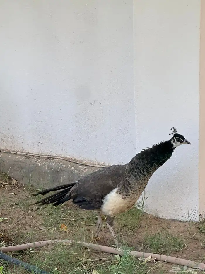 طاووس 4
