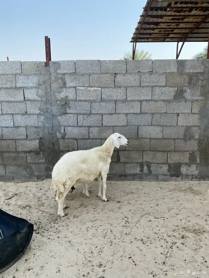 رغوث حرية فاخرة 2