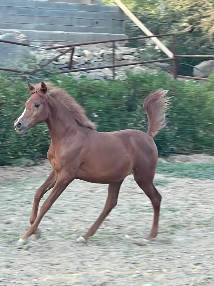مهرة عربية شيخة ظهران الجنوب 3