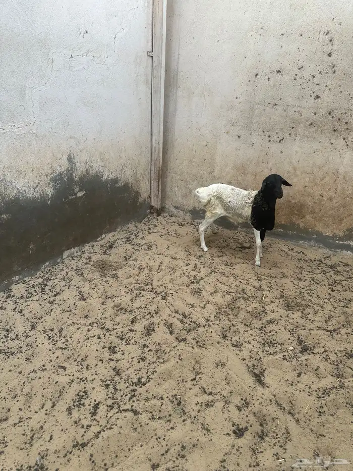 للبيع خرفان بربري دبايح 1