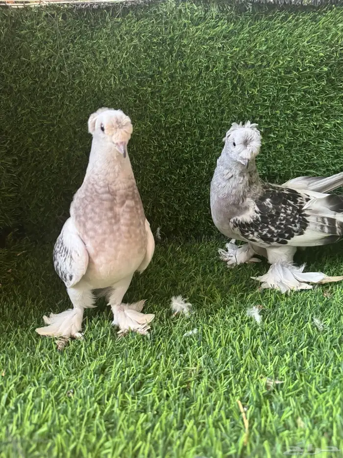 طبات ثلجي دبل كرست 2