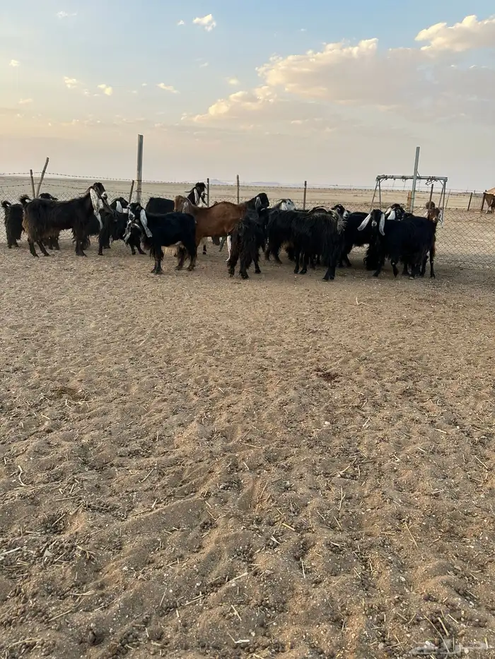 معزا طيبه 1