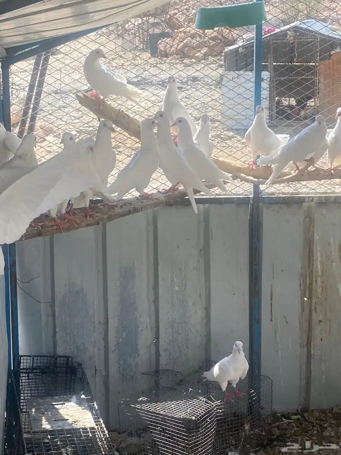 حمام فرنسي منتج 8
