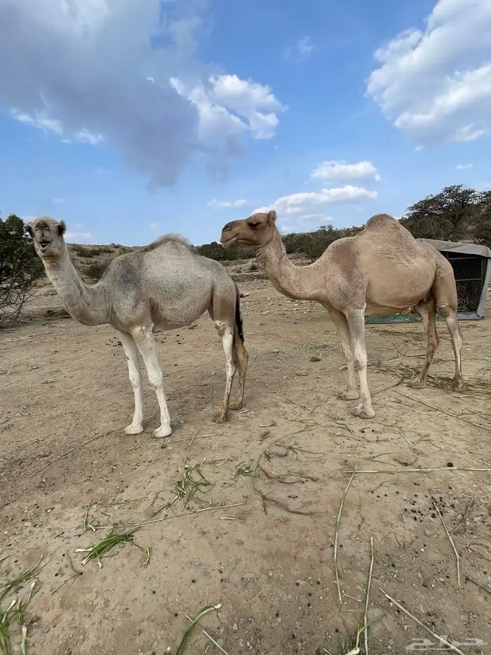 ابل 3