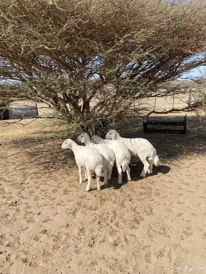 خرفان نظيفه 2