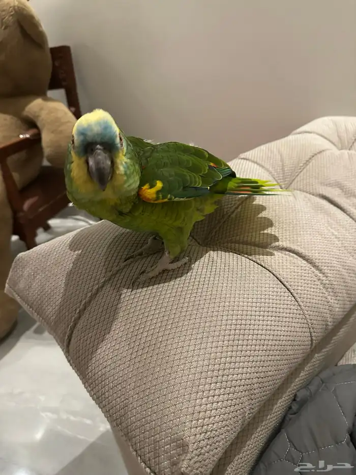ببغاء امازوني انثى 3