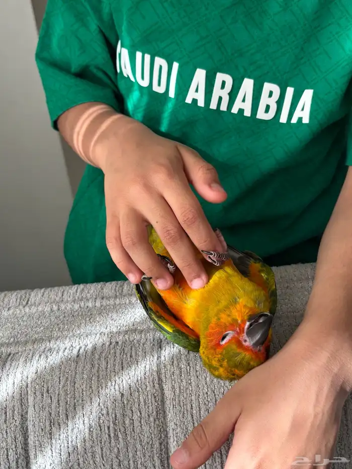 صن كنيور فرخ تربية تب 3