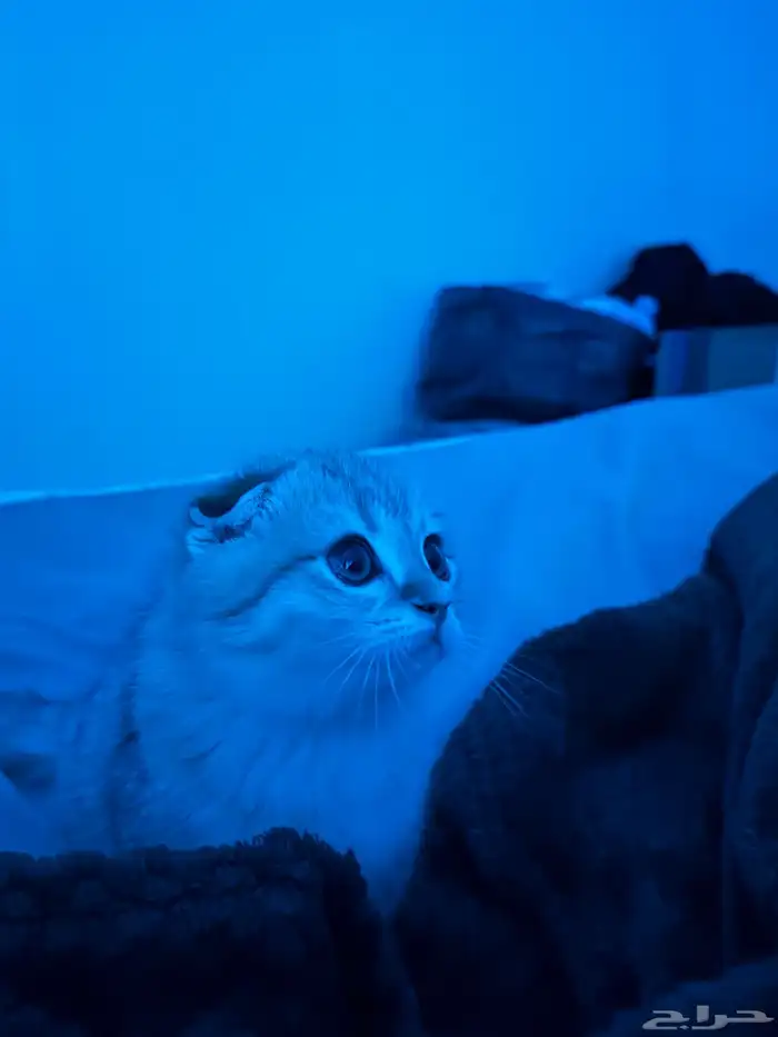 قطط سكوتش فولدNy 3