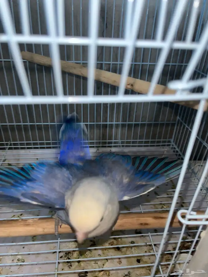 طيور روز فرصه للنتاج 1