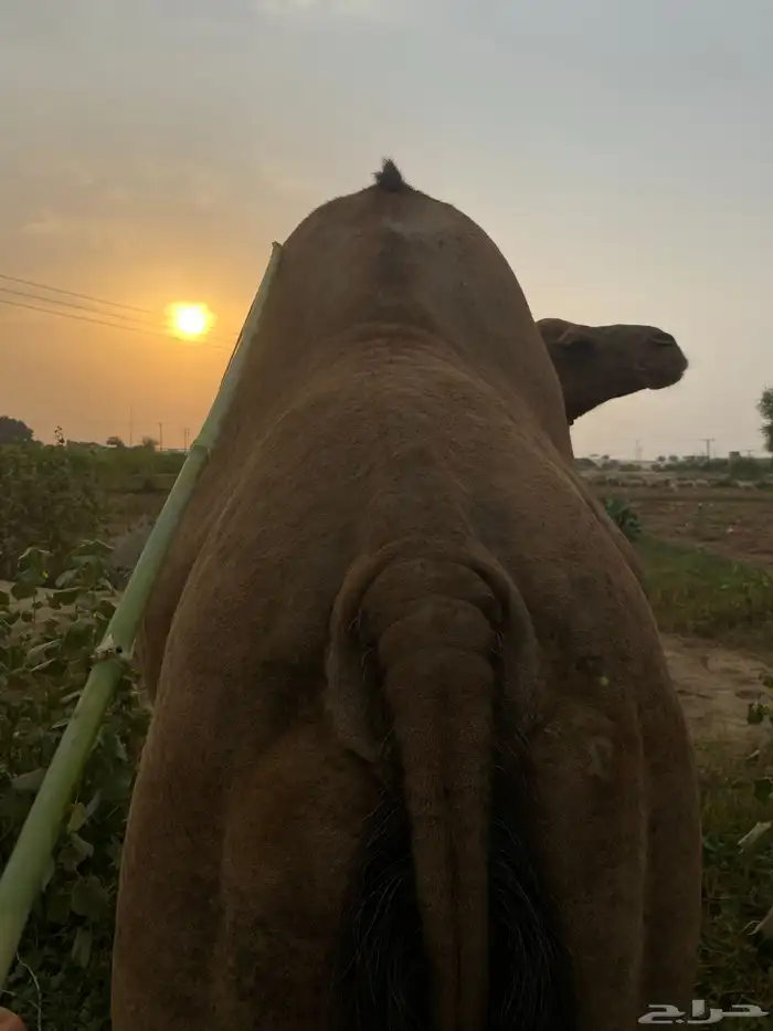 اعرض لكم ناقه سديس جنبه 0