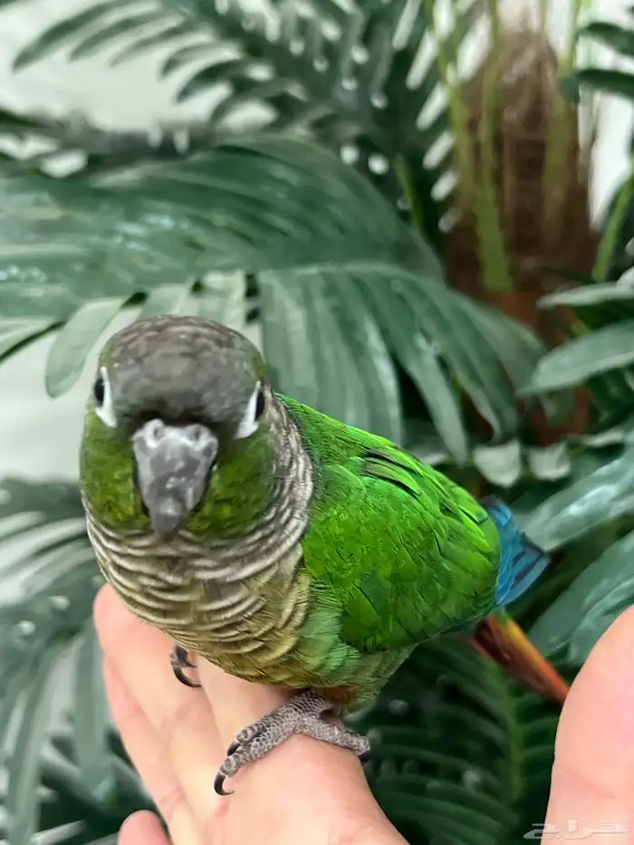 كنيور قرين شيك الليف حمامه هدد متكلم 10-15 كلمه 2