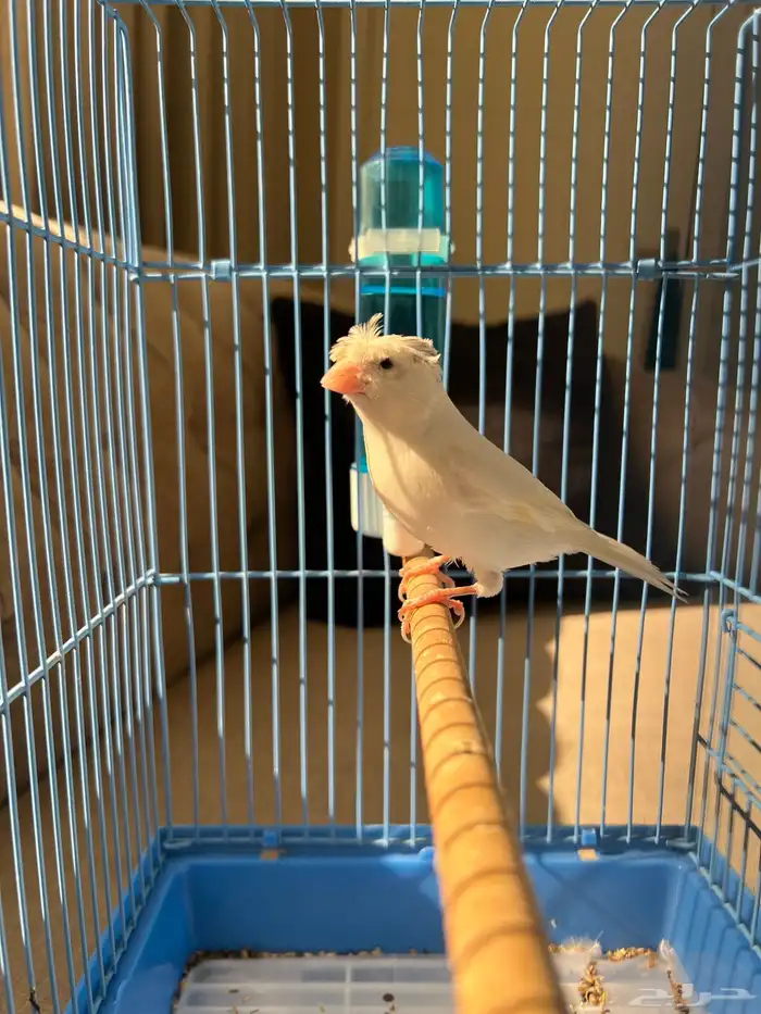 كناري 4