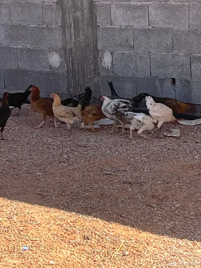 دجاج للبيع 0