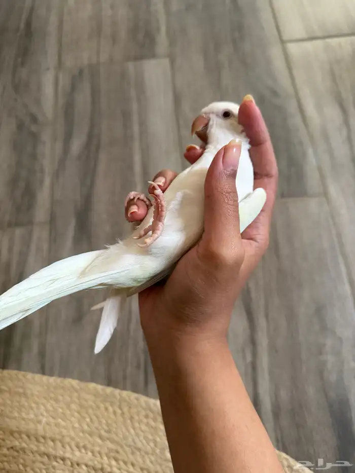 للبيع فرخ ببغاء كويكر اينو ماشاءالله 5