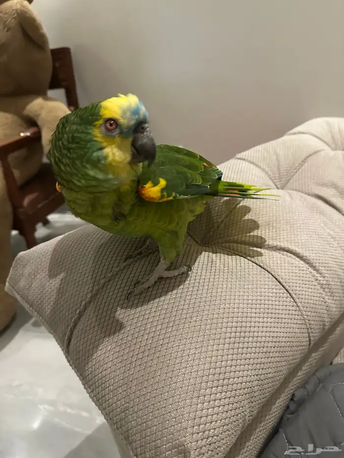 ببغاء امازوني انثى 5