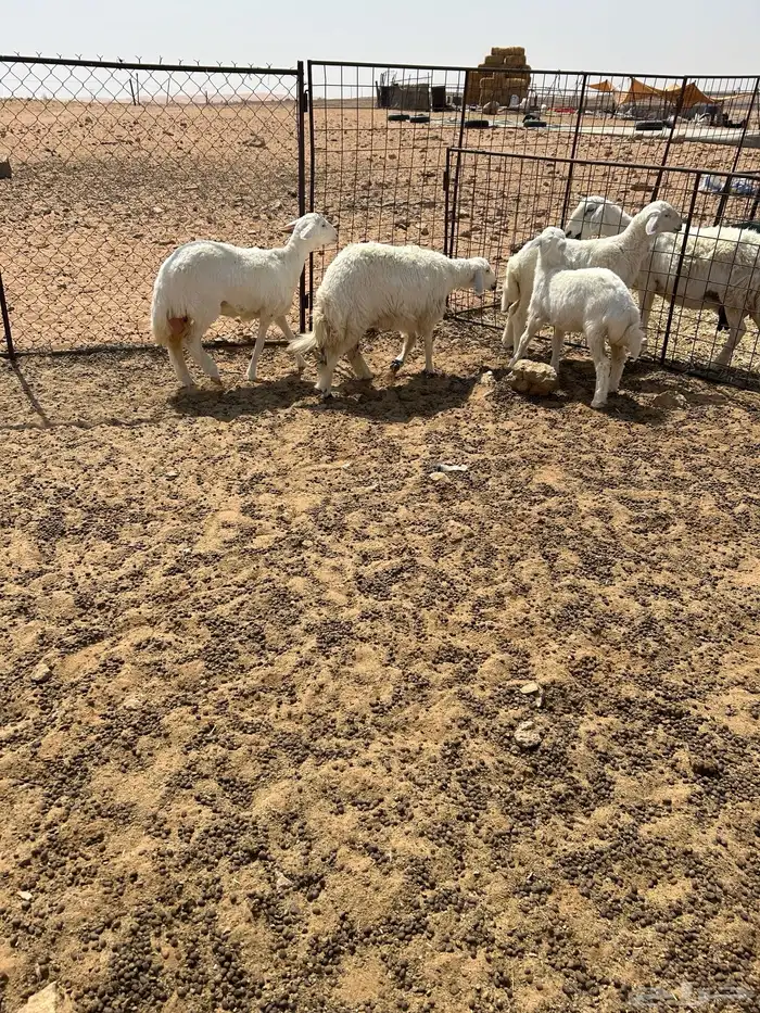 رخال للبيع 2