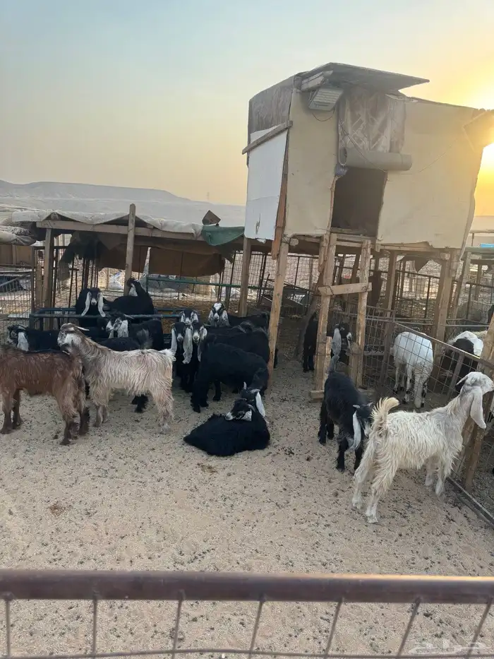 ذبايح تيوس منادي فل شحم نظيفه من الامراض يوجد خدمة توصيل 1