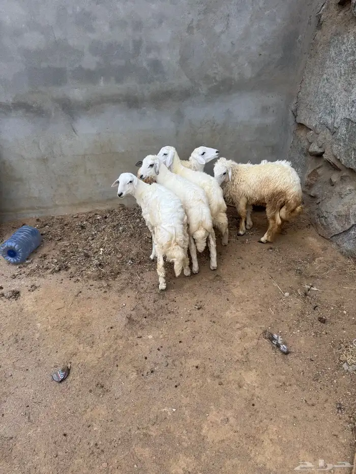 طليان ورخل وثنتين عنقان 2