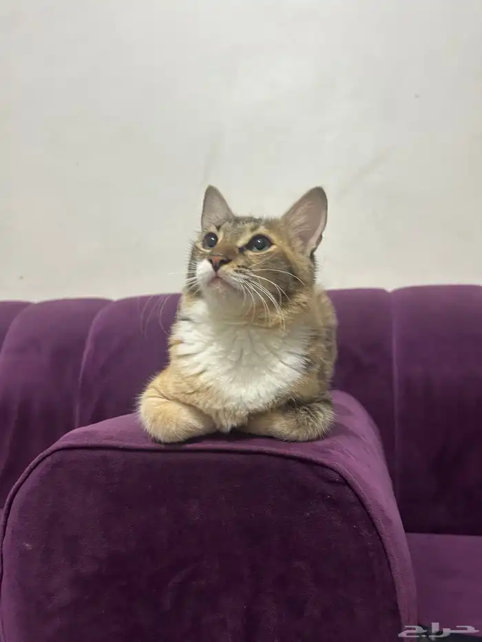 للتبني قطه أنثى العمر تقريبا من 7 أشهر إلى 8 اشهر 1