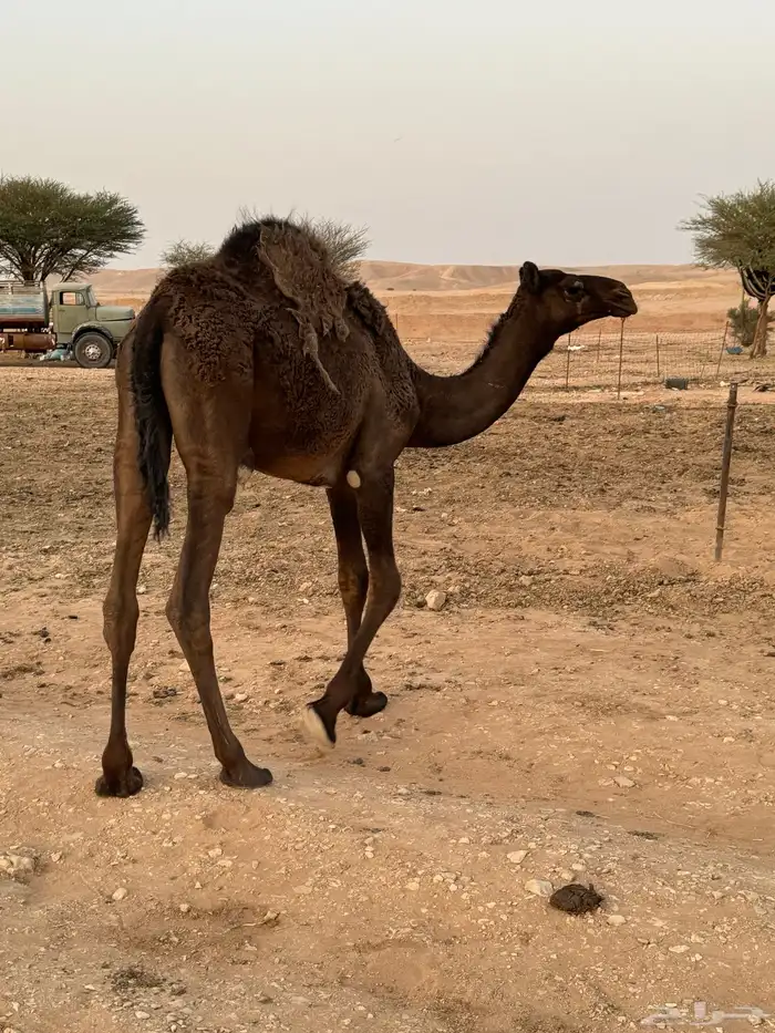 للبيع بكره عمرها 9 شهور 2