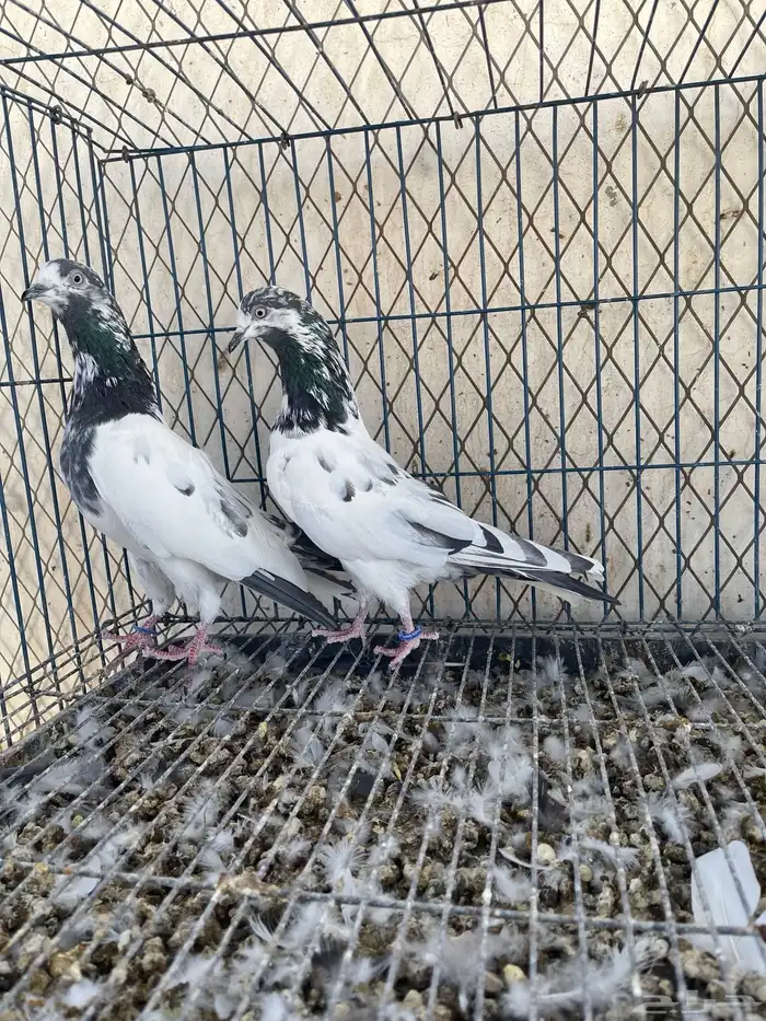 جوز علي ولا 0