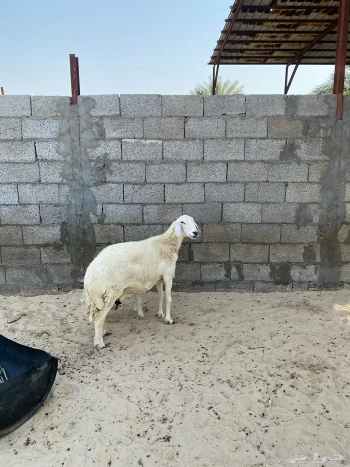 رغوث حرية فاخرة 1